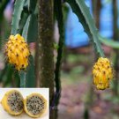 15 Seeds Yellow Dragon Fruit Flowers Garden