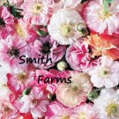 200 Seeds Angels Choir Mix Poppy Flowers Garden