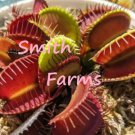 25 Seeds Venus Flytrap House Flowers Garden