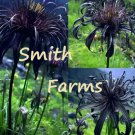 25 Seeds Black Widow Spider Beauitful Blooms Floral Flowers Garden