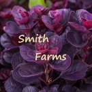 25 Seeds Purple Smoke Bush Flowers Garden