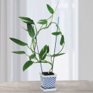 3 VSeeds Variegated Monstera Standleyana house Flowers Garden