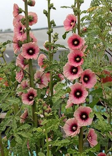 25 Seeds Light Dark Pink Hollyhock Perennial 3 Flowers Garden