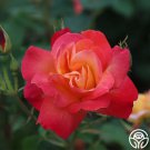 25 Seeds Piñata rose Flowers Garden