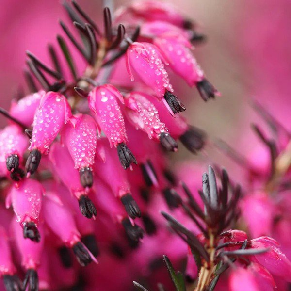 25 Seeds Bright Pink Bleeding Heart Dicentra Spectabilis Shade 69 Flowers Garden