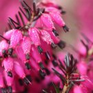 25 Seeds Bright Pink Bleeding Heart Dicentra Spectabilis Shade 69 Flowers Garden