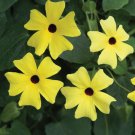 15 Seeds Trumpet VineSunlady house Flowers Garden