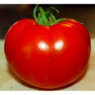 50 Seeds Halley 35Tomato Juicy Tomatoe Vegetable Flowers Garden