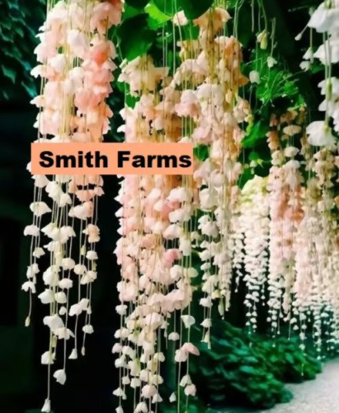 30 Seeds Peach Weeping Begonia Beautiful Hanging Basket Flowers Garden