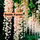 30 Seeds Peach Weeping Begonia Beautiful Hanging Basket Flowers Garden