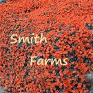 200 Seeds AUBRIETA ORANGE ROCK CRESS GROUND COVER Flowers Garden