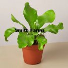 25 Seeds Birds Nest Nidus Fern Flowers Garden