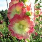 25 Seeds Yellow Pink Hollyhock Perennial 9 Flowers Garden