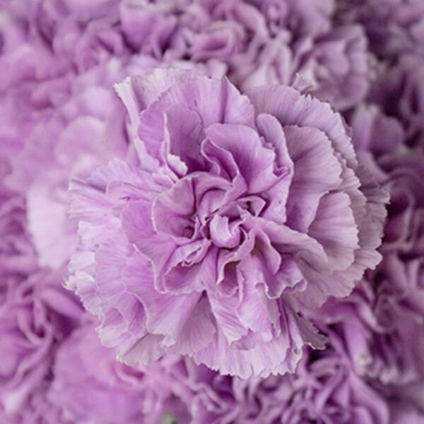 100 Seeds Lavender Carnation Dianthus Perennial e Flowers Garden