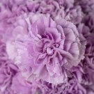100 Seeds Lavender Carnation Dianthus Perennial e Flowers Garden