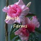 25 Seeds Double Pink Mandevilla Flowers Garden