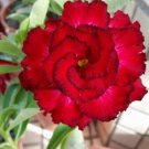 4 RSeeds Red Black Tips Desert Rose Adenium Obesum Perennial Exotic 6 Flowers Garden