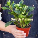 15 Seeds Peperomia Marble Flowers Garden