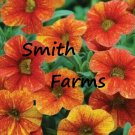 25 Seeds Orange Yellow Petunia Flowers Garden