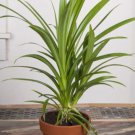 15 Seeds Pandan Grass house Flowers Garden