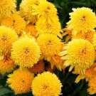 50 Seeds CaraYellow Cone Echinacea Perennial Bloom 436 Flowers Garden
