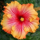 20 Seeds Red Yellow Orange HibiscusPerennial Bloom 4 Flowers Garden