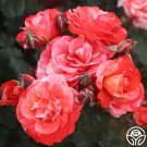 25 Seeds Michelangelo rose Flowers Garden