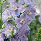 50 Seeds Lavendar Delphinium Perennial ER Flowers Garden
