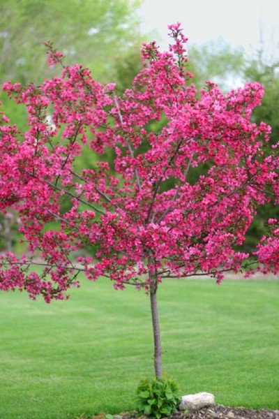 5 DSeeds Dwarf Pink Dogwood Tree Cornus Florida Fubra ing Hardy Fall 60 Flowers Garden