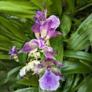 15 Seeds Murasakikomachi OrchidBlue Hawaiihouse Flowers Garden