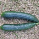 25 Seeds Tanja Cucumber Flowers Garden