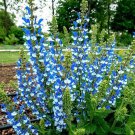 50 Seeds Azure Snow Salvia Perennial Hummingbird 580 Flowers Garden