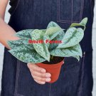 25 Seeds Scindapsus Pictus Exotica Flowers Garden