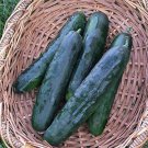 25 Seeds Rockingham Cucumbers Flowers Garden