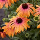 50 Seeds Sherbert Cone Echinacea Perennial Bloom 90 Flowers Garden