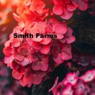 25 Seeds Pink Hydrangea Flowers Garden