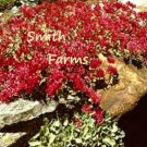 100 Seeds Sedum spurium Dragons Blood Red Ground Cover Flowers Garden