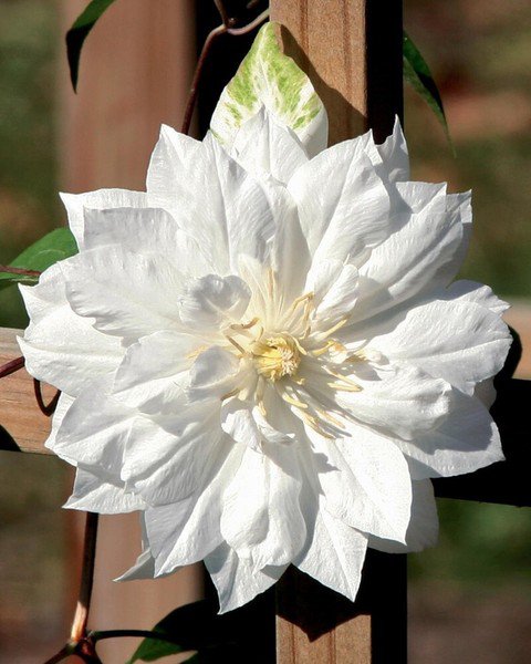 25 Seeds Double White Clematis Climbing Perennial Plumeria Bloom Flowers Garden