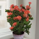 15 Seeds IxoraSiam Ribbonhouse Flowers Garden