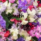 25 Seeds Sweet Pea Royal Mixture of Flowers Garden