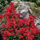 50 Seeds Volcano Red Phlox Perennial Butterfly 30 Flowers Garden