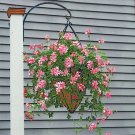 15 Seeds Swiss Balcony GeraniumDesrumeaux house Flowers Garden