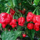 25 Seeds Trinidad Moruga Scorpion Pepper Vegetables Flowers Garden