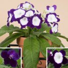 15 Seeds PrimroseFull Moon house Flowers Garden