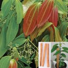 15 Seeds Cinnamon Spice Flowers Garden