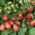 50 Seeds Grape Rosalita Tomato Vegetable Tomatoe Edible Day Harvest Flowers Garden