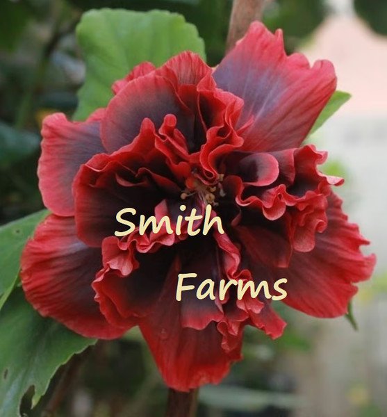 50 Seeds Double Red Hibiscus Hardy Perennial Flowers Garden