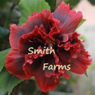 50 Seeds Double Red Hibiscus Hardy Perennial Flowers Garden