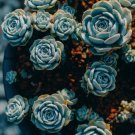 100 Seeds Rare Blue Midnight Succulent Indoor/Outdoor Flowers Garden
