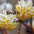 25 Seeds Edgeworthia Chrysantha Oriental Paperbush | Mitsumata Flowers Garden